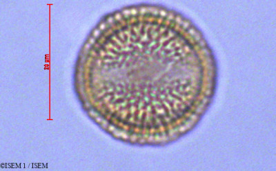 Draba hallii - lame n° 29069